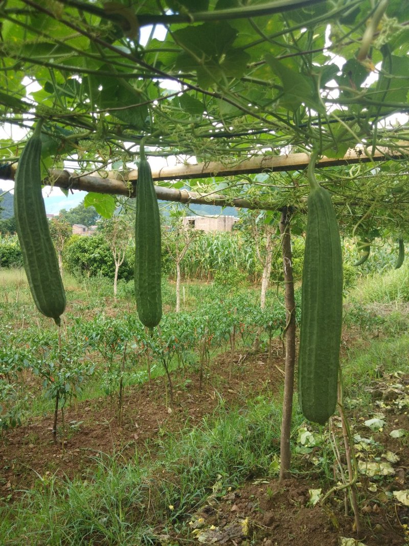 丝瓜6月份上市产地直供丝瓜苦瓜豆角青瓜香芋