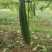 丝瓜6月份上市产地直供丝瓜苦瓜豆角青瓜香芋