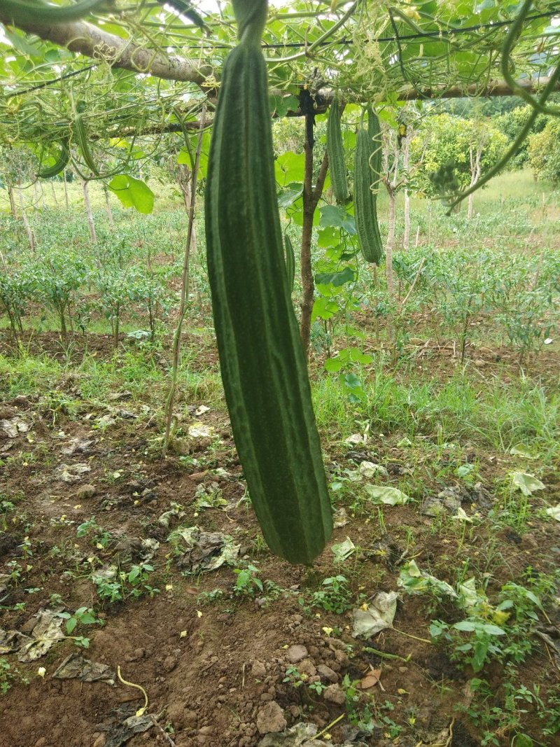 丝瓜6月份上市产地直供丝瓜苦瓜豆角青瓜香芋