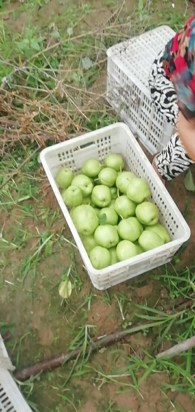 早酥梨，热卖中