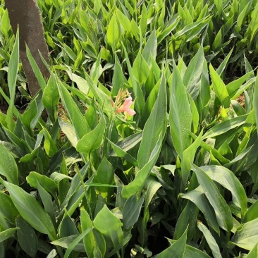 黄菖蒲