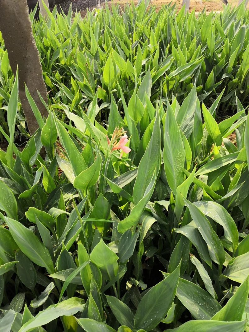 黄菖蒲