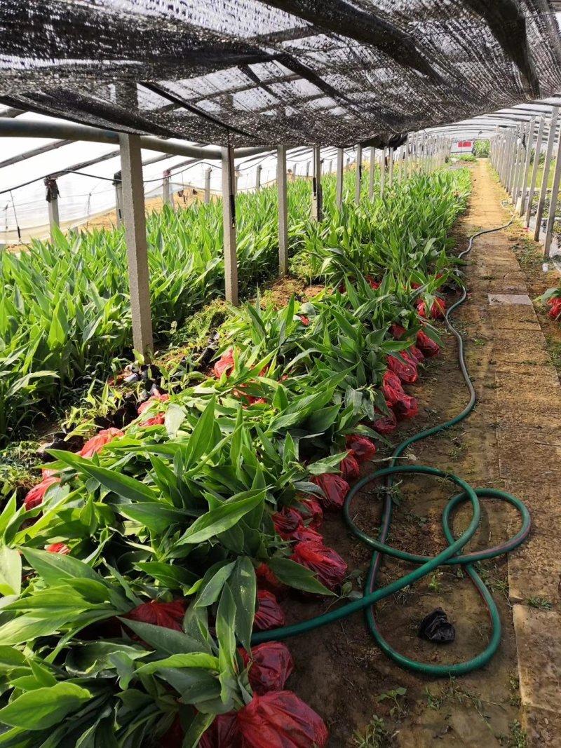 黄菖蒲