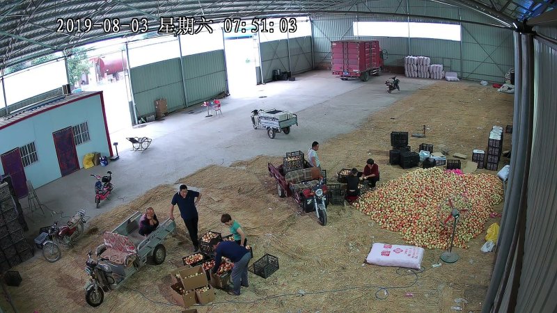 山西嘎啦苹果现摘现发脆甜可口供全国电商平台（预售）