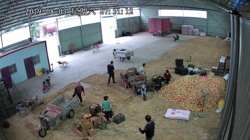 山西嘎啦苹果现摘现发脆甜可口供全国电商平台（预售）