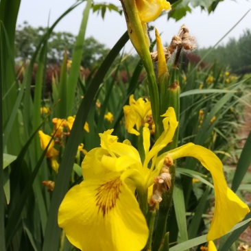 鸢尾，黄花鸢尾，水生鸢尾