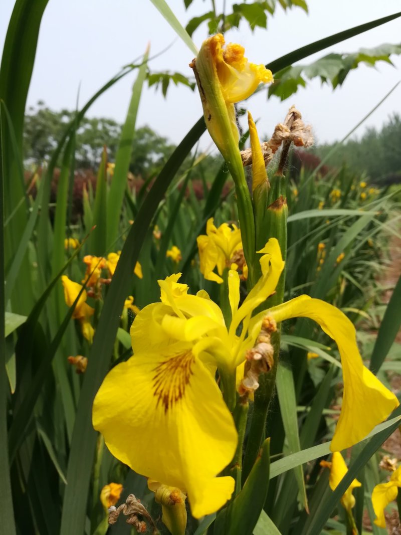 鸢尾，黄花鸢尾，水生鸢尾