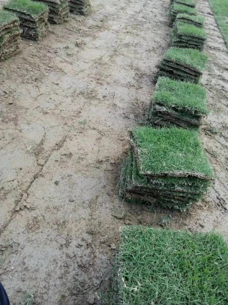 大叶油草