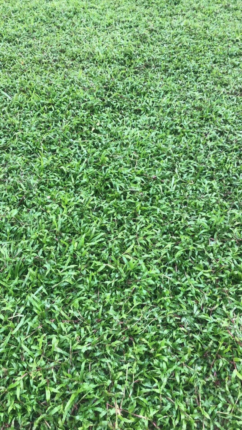 大叶油草