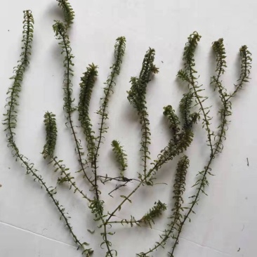 梁子湖纯生态轮叶黑藻