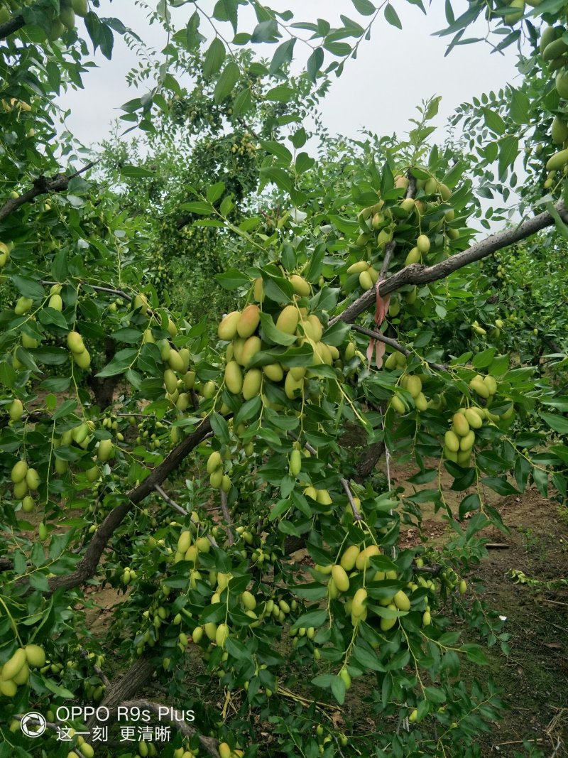马牙枣