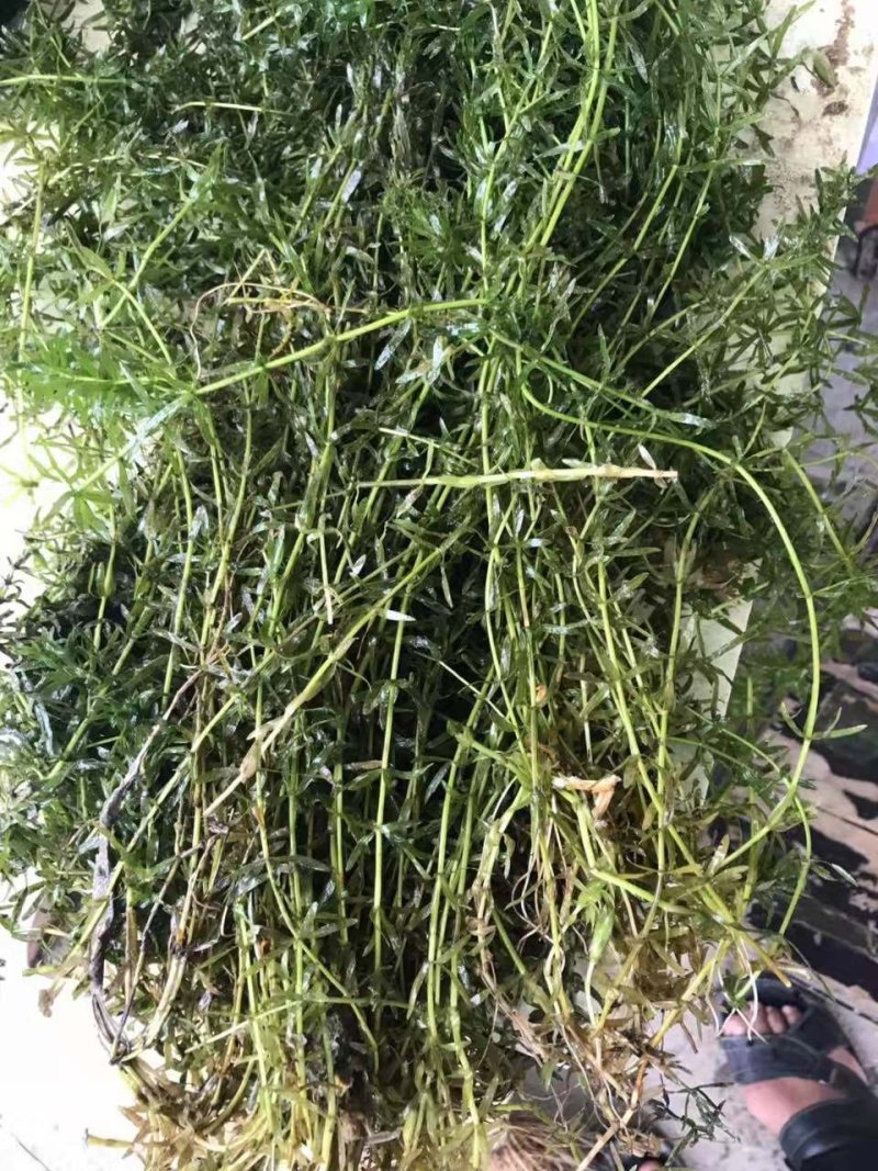 梁子湖纯生态水生黑藻