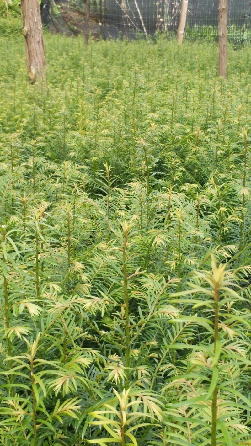 正宗云南红豆杉苗（40工分到1米）