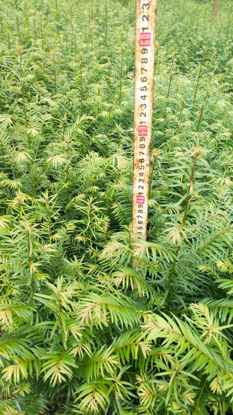 正宗云南红豆杉苗（40工分到1米）