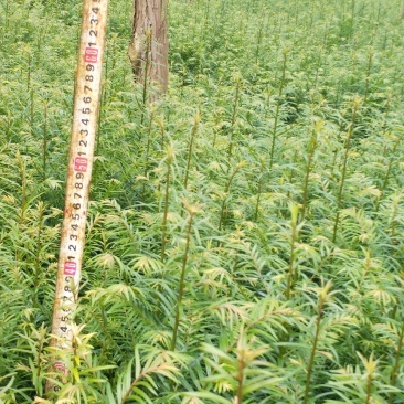 正宗云南红豆杉苗（40工分到1米）