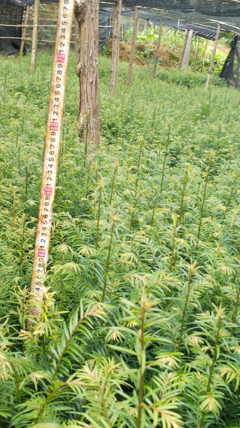 正宗云南红豆杉苗（40工分到1米）