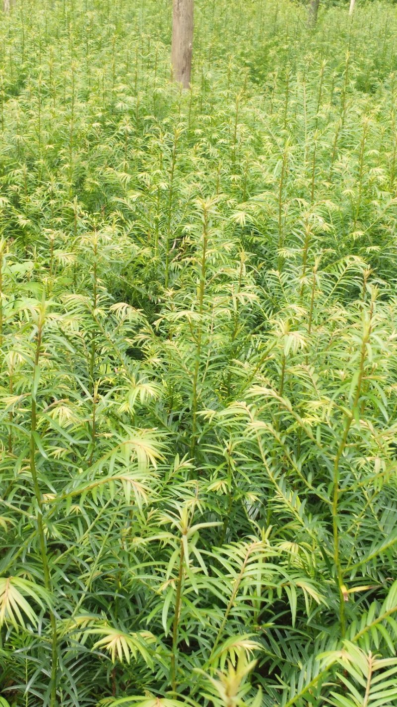 正宗云南红豆杉苗（40工分到1米）