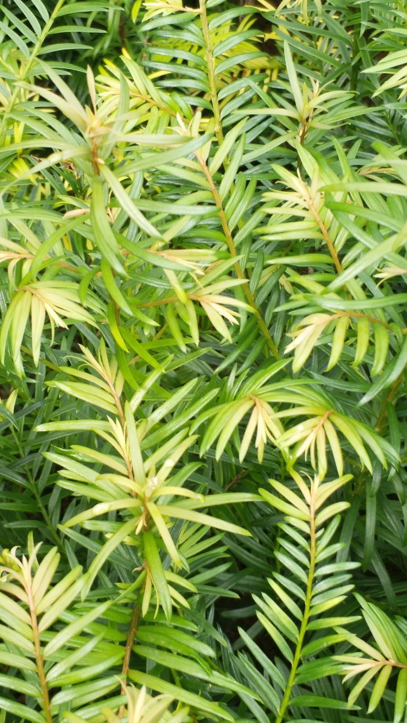 正宗云南红豆杉苗（40工分到1米）