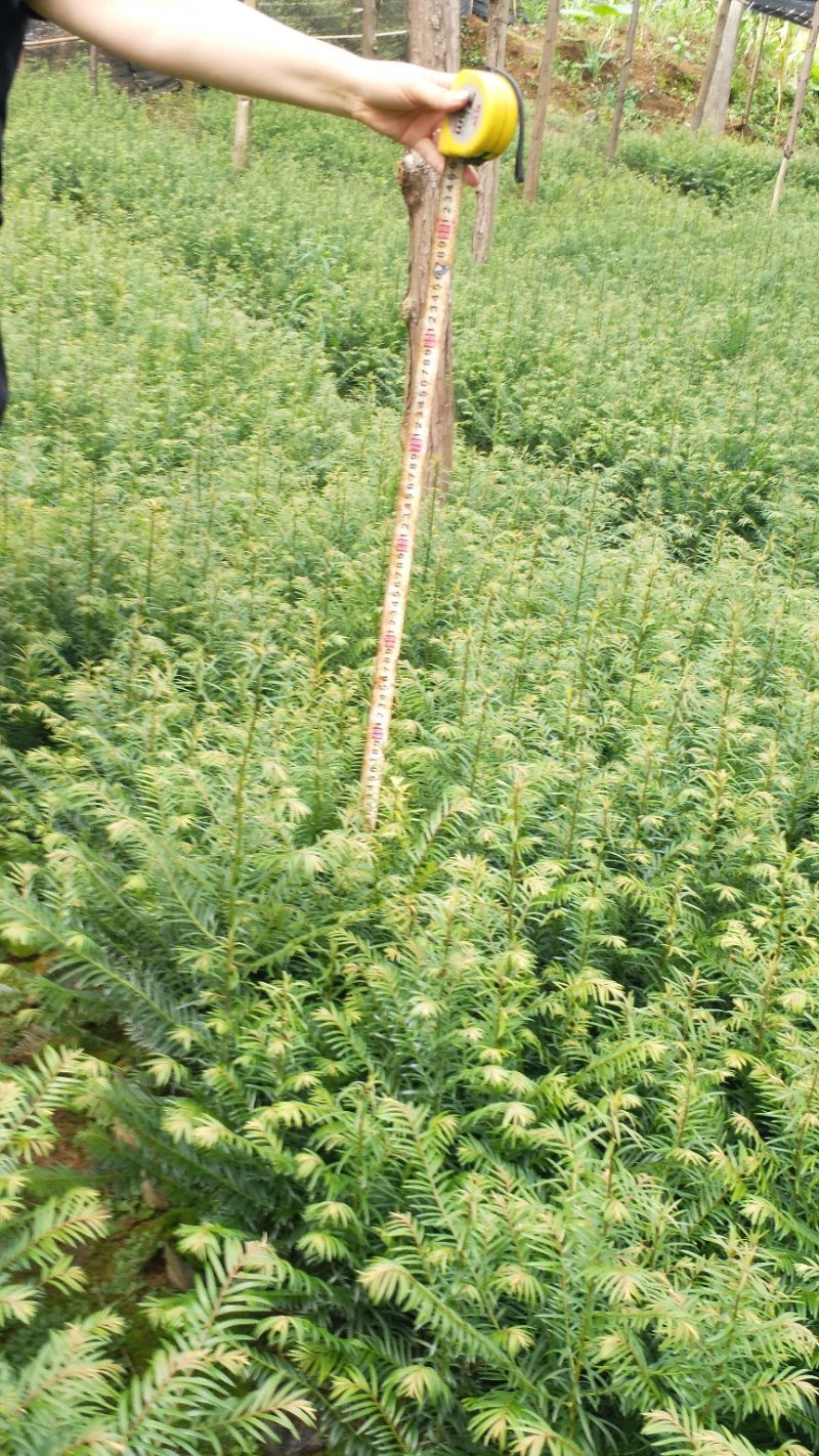 正宗云南红豆杉苗（40工分到1米）