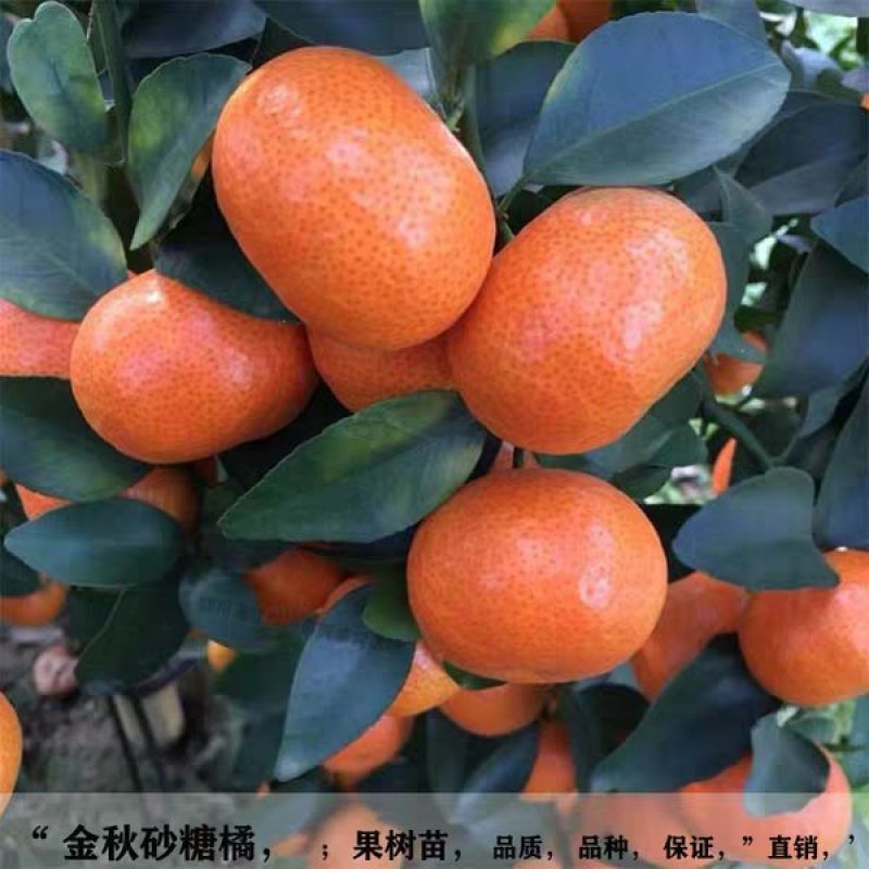 【聚便宜】【早熟无核】金秋沙糖桔苗【速生生长结果快】