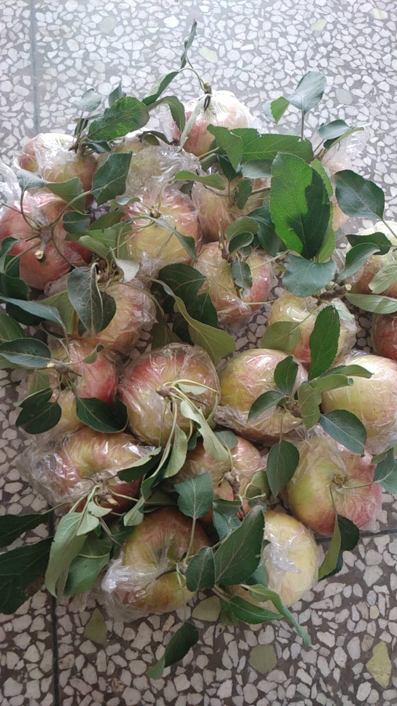 陕西早熟嘎啦苹果70起步