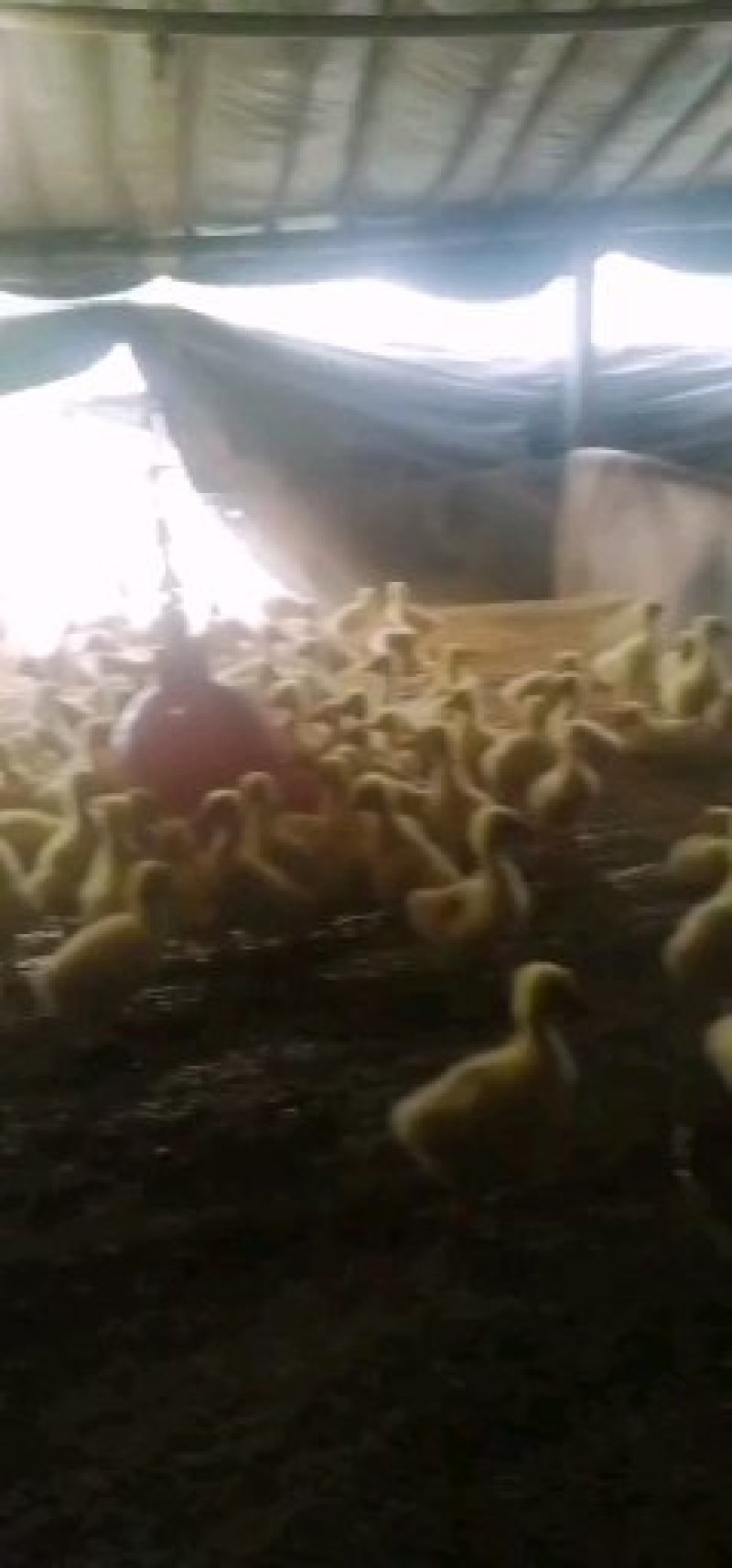 出售脱温鹅苗