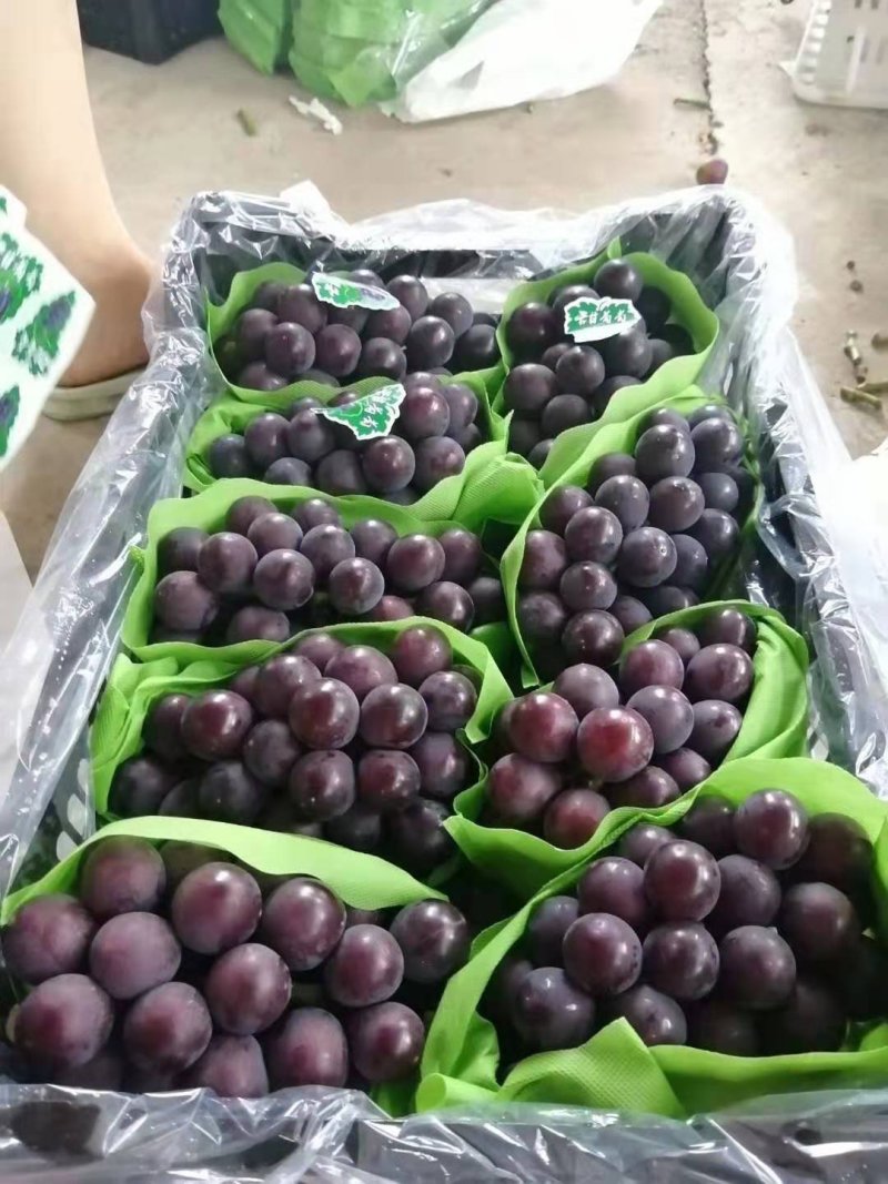 代办巨峰