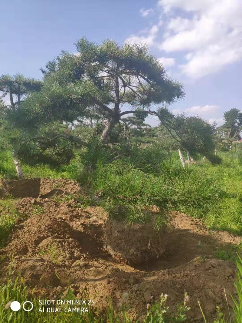 造型松