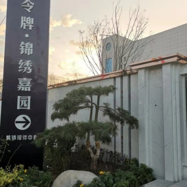 造型松