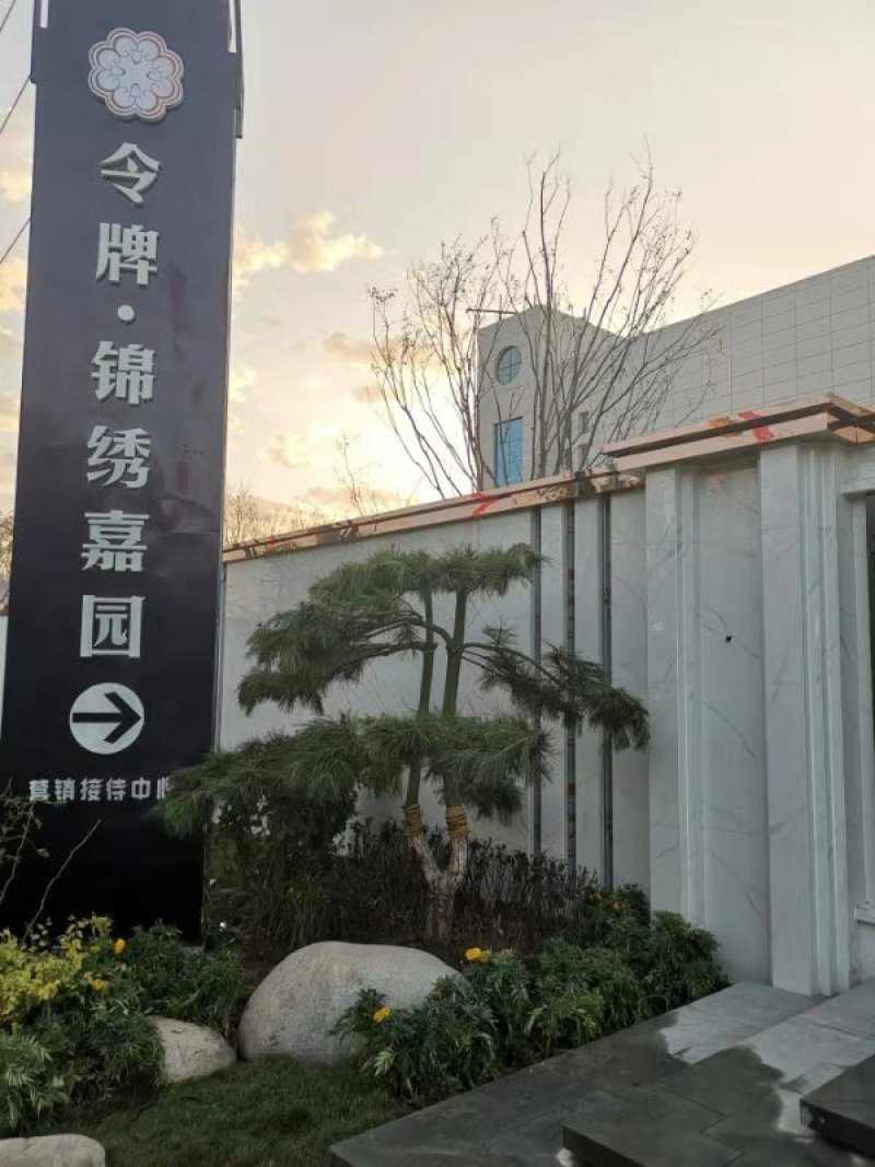 造型松
