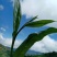 勐海县布朗生茶大叶种、台地茶、苦茶。自产自销普洱生茶。