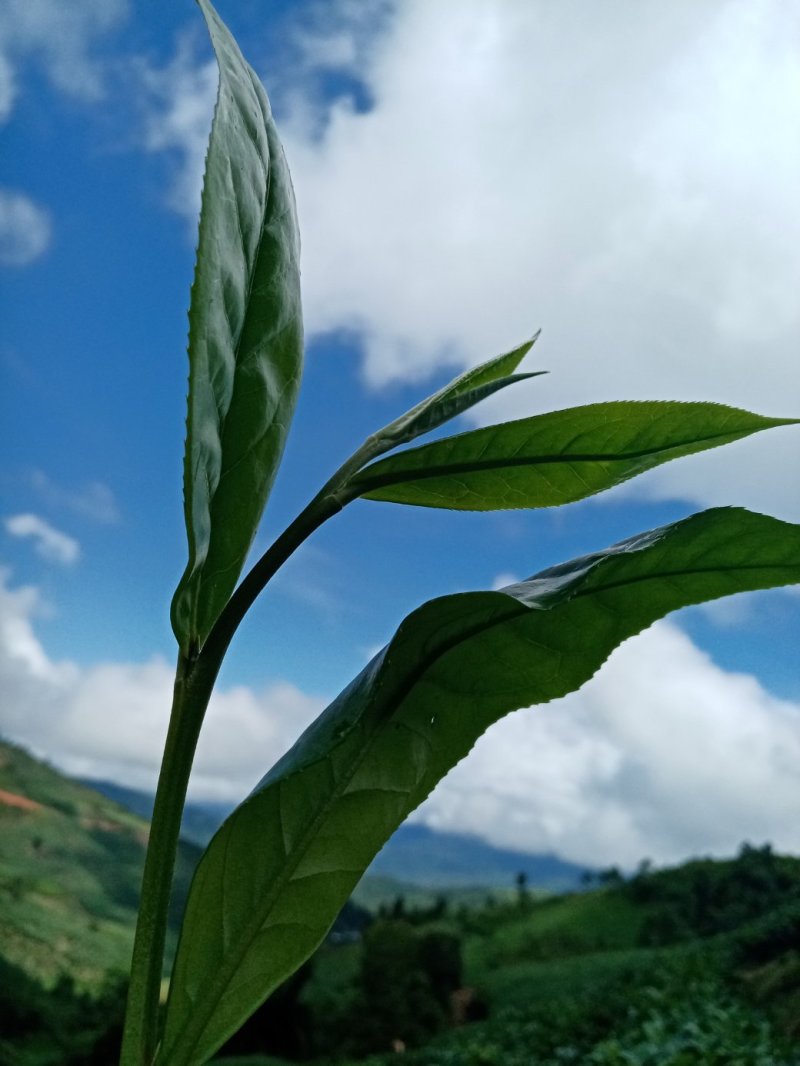 勐海县布朗生茶大叶种、台地茶、苦茶。自产自销普洱生茶。