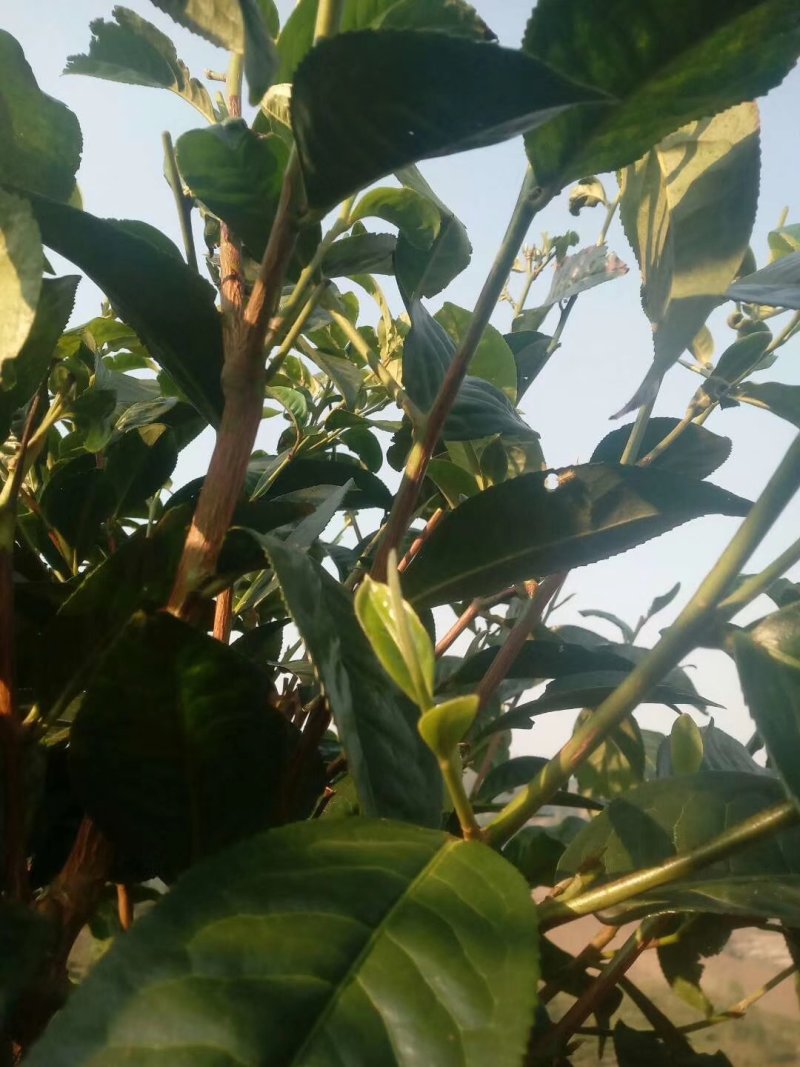 勐海县布朗生茶大叶种、台地茶、苦茶。自产自销普洱生茶。