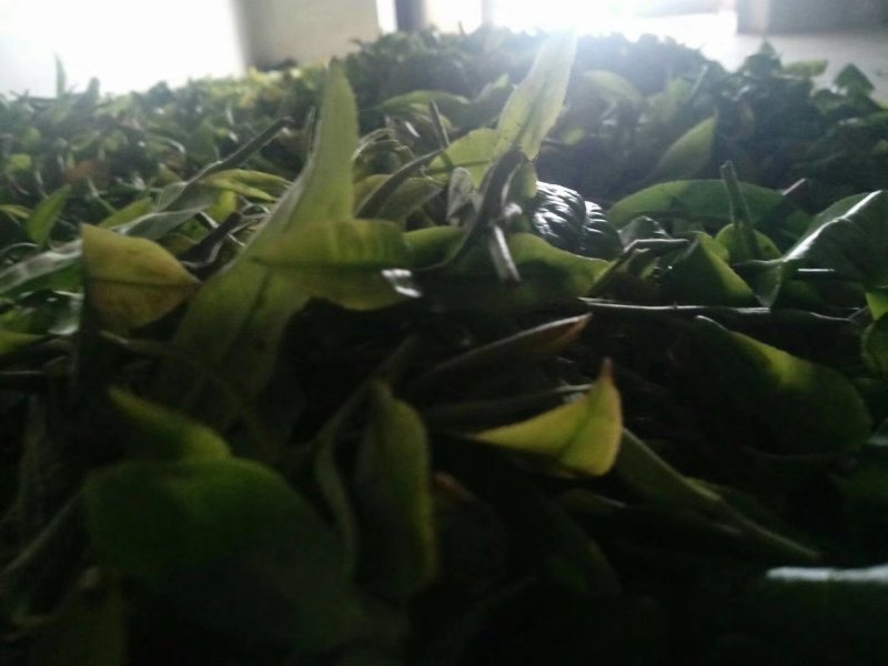 勐海县布朗生茶大叶种、台地茶、苦茶。自产自销普洱生茶。
