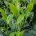 勐海县布朗生茶大叶种、台地茶、苦茶。自产自销普洱生茶。