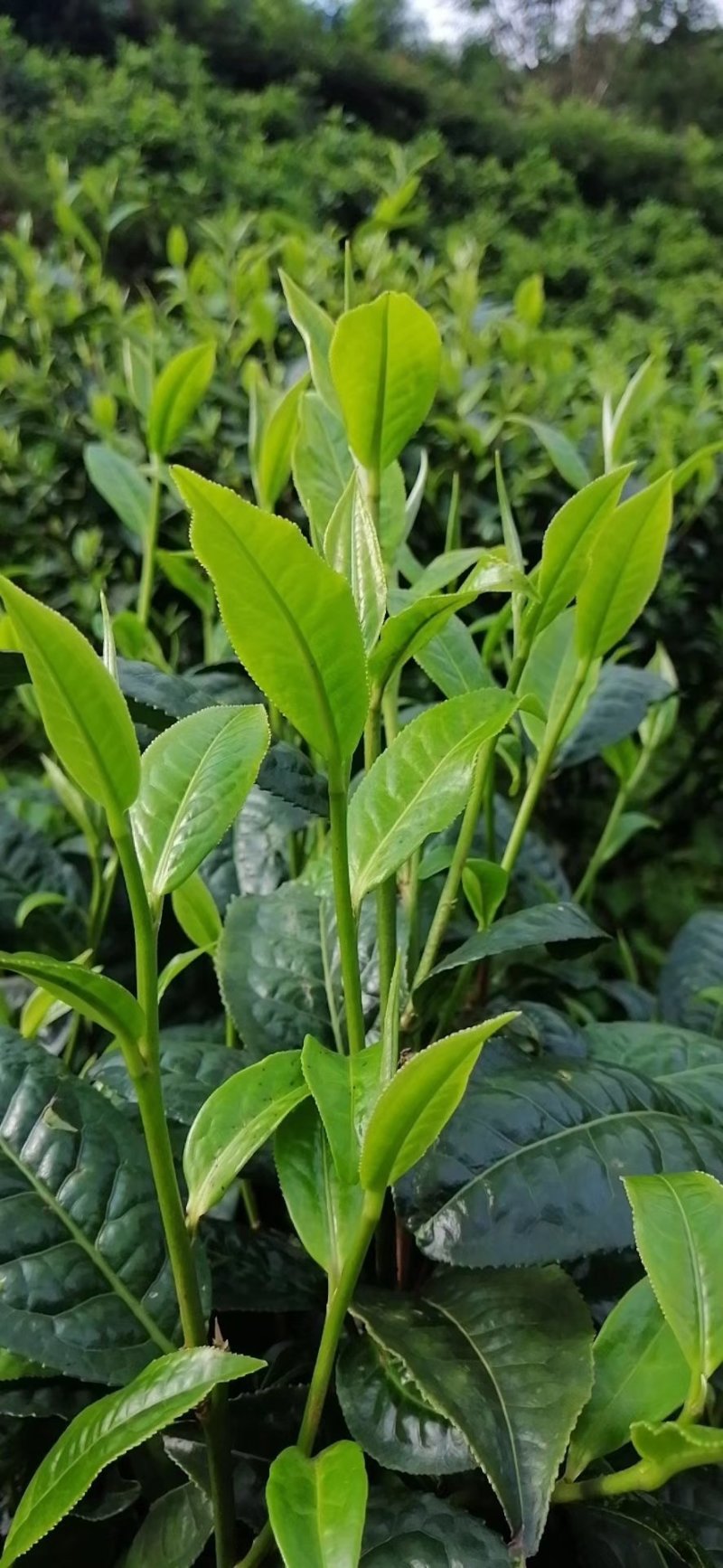 勐海县布朗生茶大叶种、台地茶、苦茶。自产自销普洱生茶。