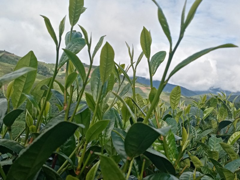 勐海县布朗生茶大叶种、台地茶、苦茶。自产自销普洱生茶。