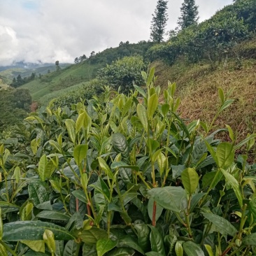 勐海县布朗生茶大叶种、台地茶、苦茶。自产自销普洱生茶。