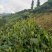 勐海县布朗生茶大叶种、台地茶、苦茶。自产自销普洱生茶。