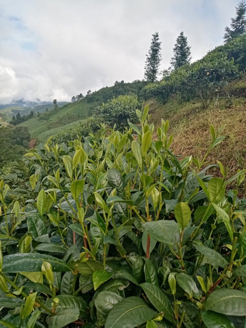 勐海县布朗生茶大叶种、台地茶、苦茶。自产自销普洱生茶。
