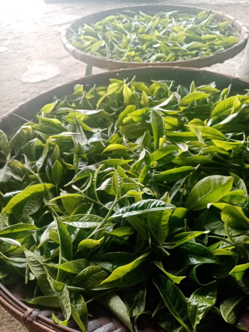 勐海县布朗生茶大叶种、台地茶、苦茶。自产自销普洱生茶。