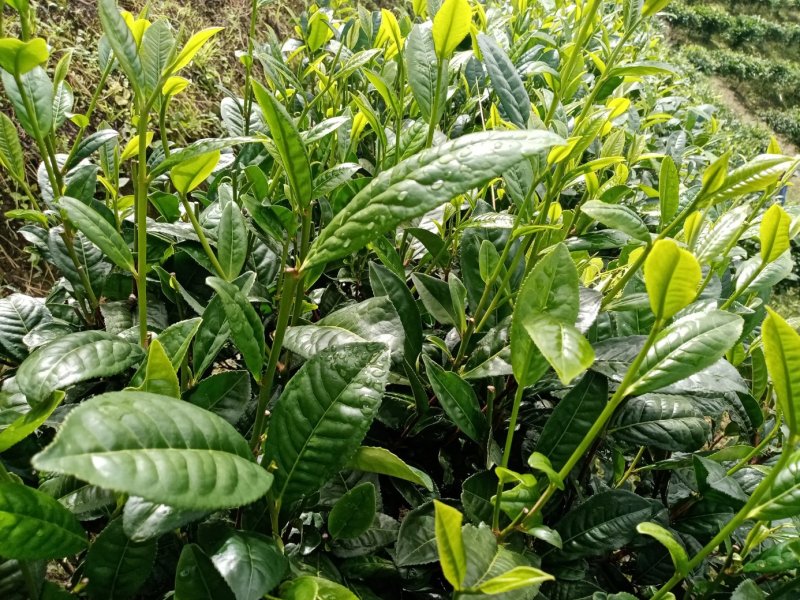 勐海县布朗生茶大叶种、台地茶、苦茶。自产自销普洱生茶。