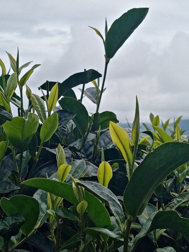 勐海县布朗生茶大叶种、台地茶、苦茶。自产自销普洱生茶。