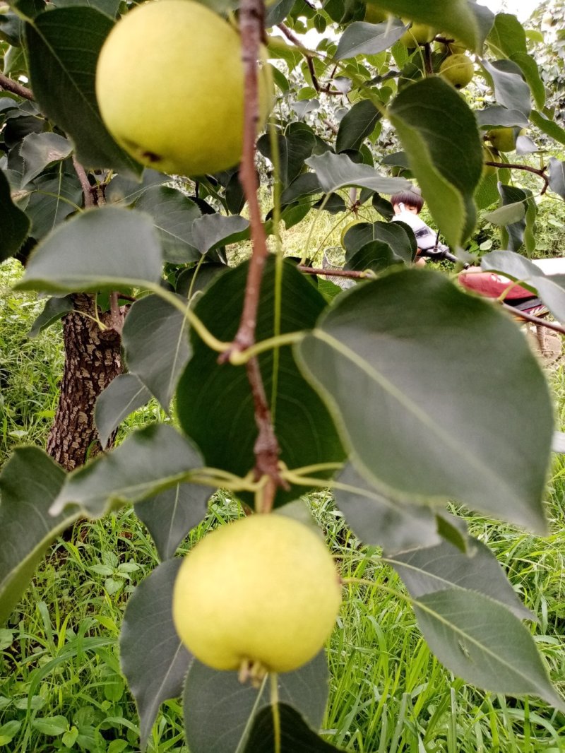 唐山市迁安特产。早密酸梨，酸酸甜甜，爽心爽口