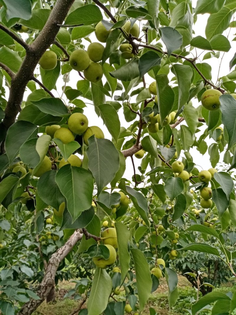 唐山市迁安特产。早密酸梨，酸酸甜甜，爽心爽口