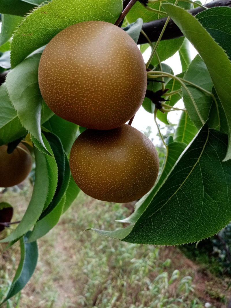 圆黄梨