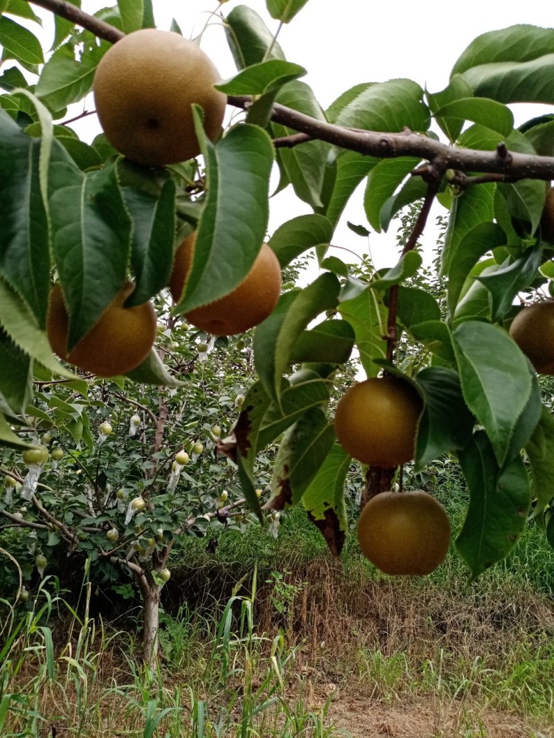 圆黄梨