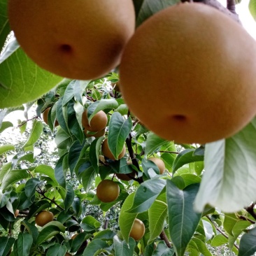 圆黄梨