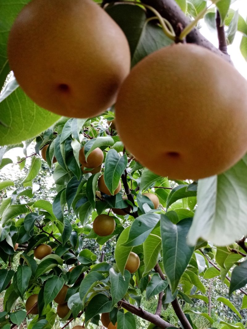 圆黄梨