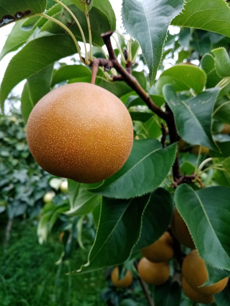 圆黄梨